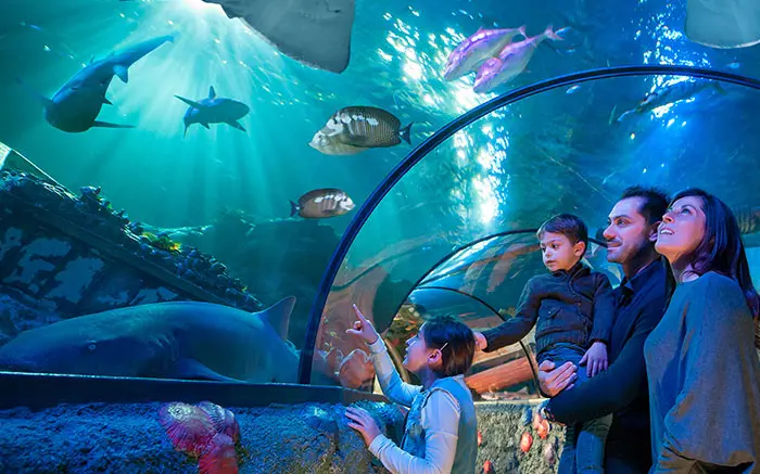 Visitors watching a ray swim at SEA LIFE Aquarium